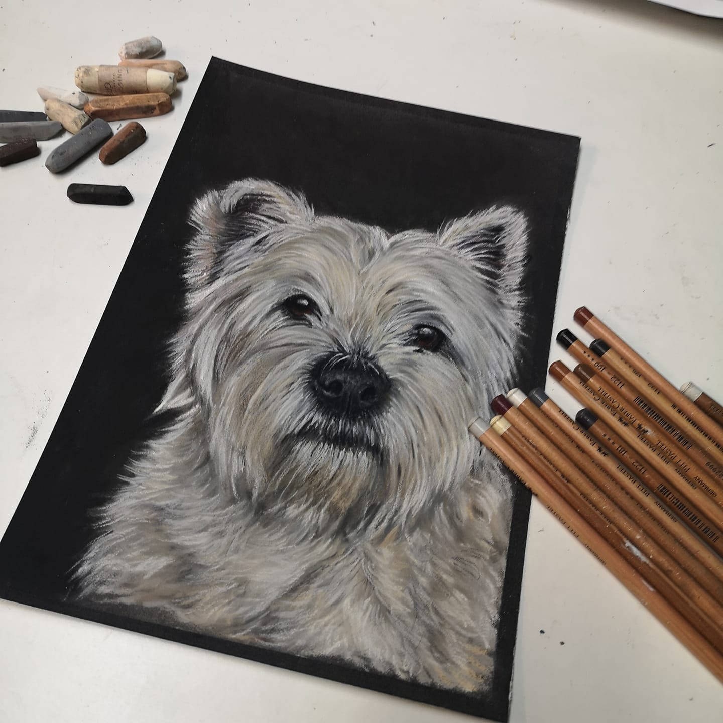 Pet Portrait