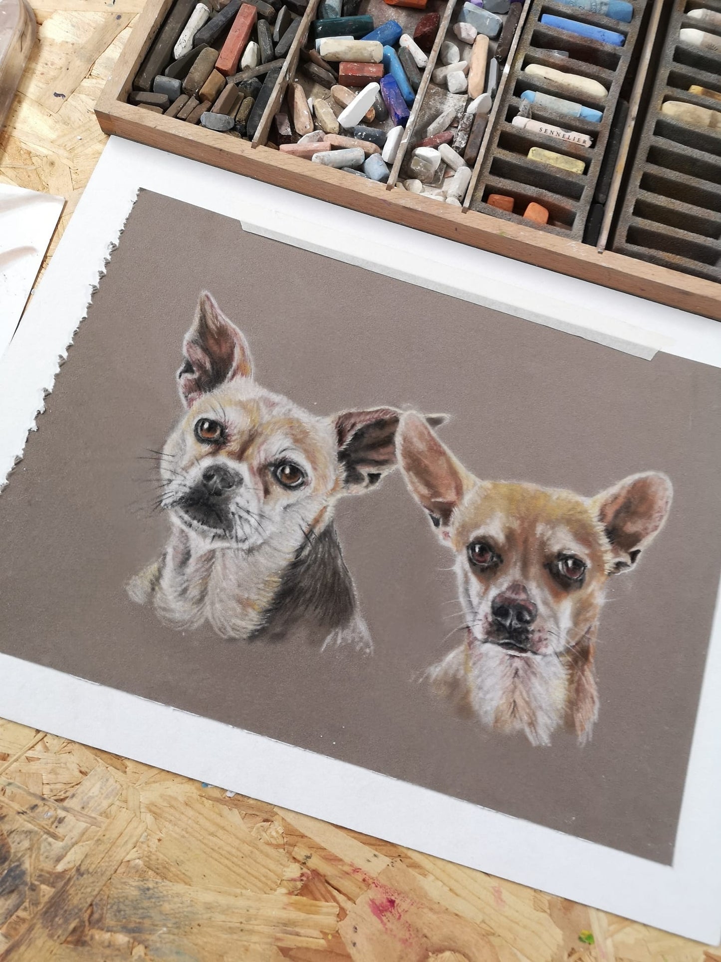Pet Portrait