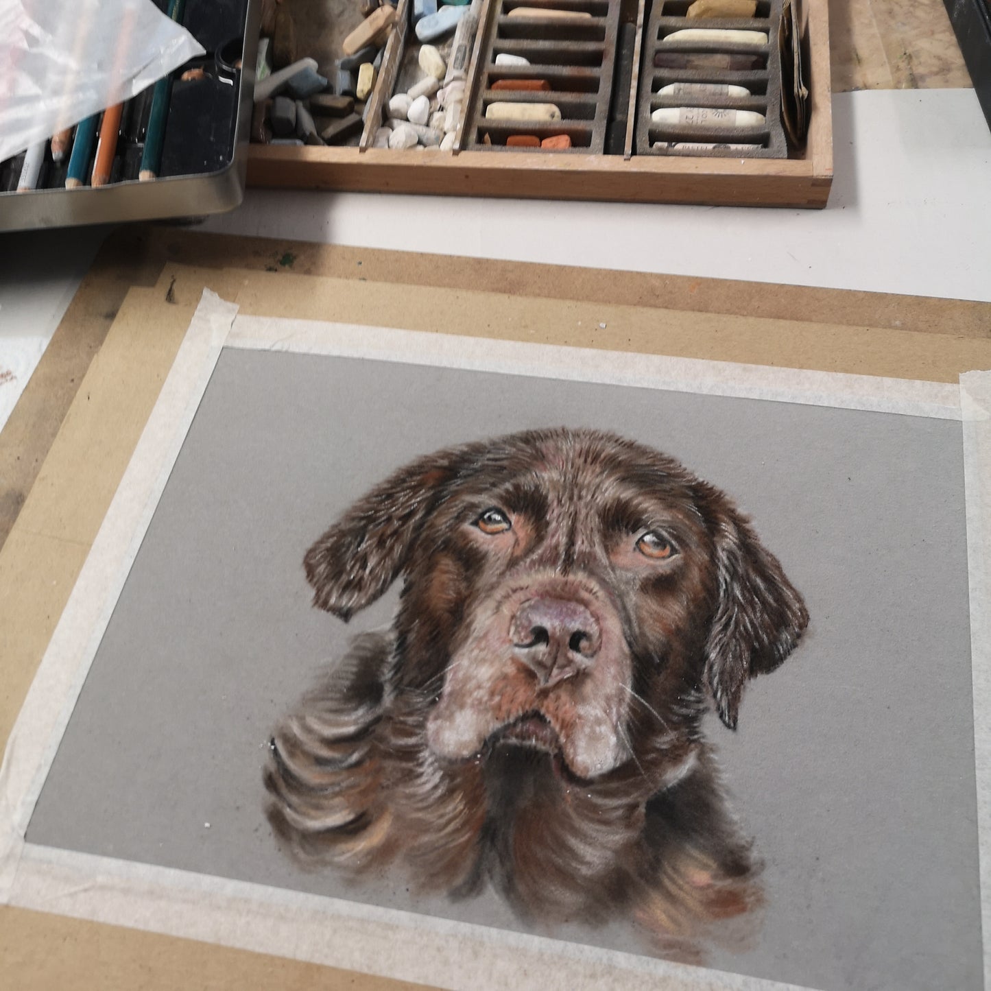 Pet Portrait