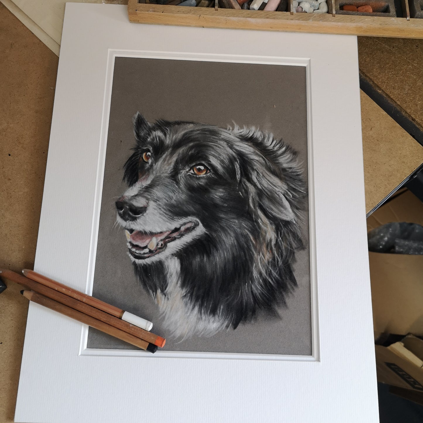 Pet Portrait