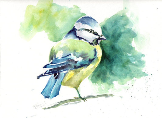 b lue tit.jpg