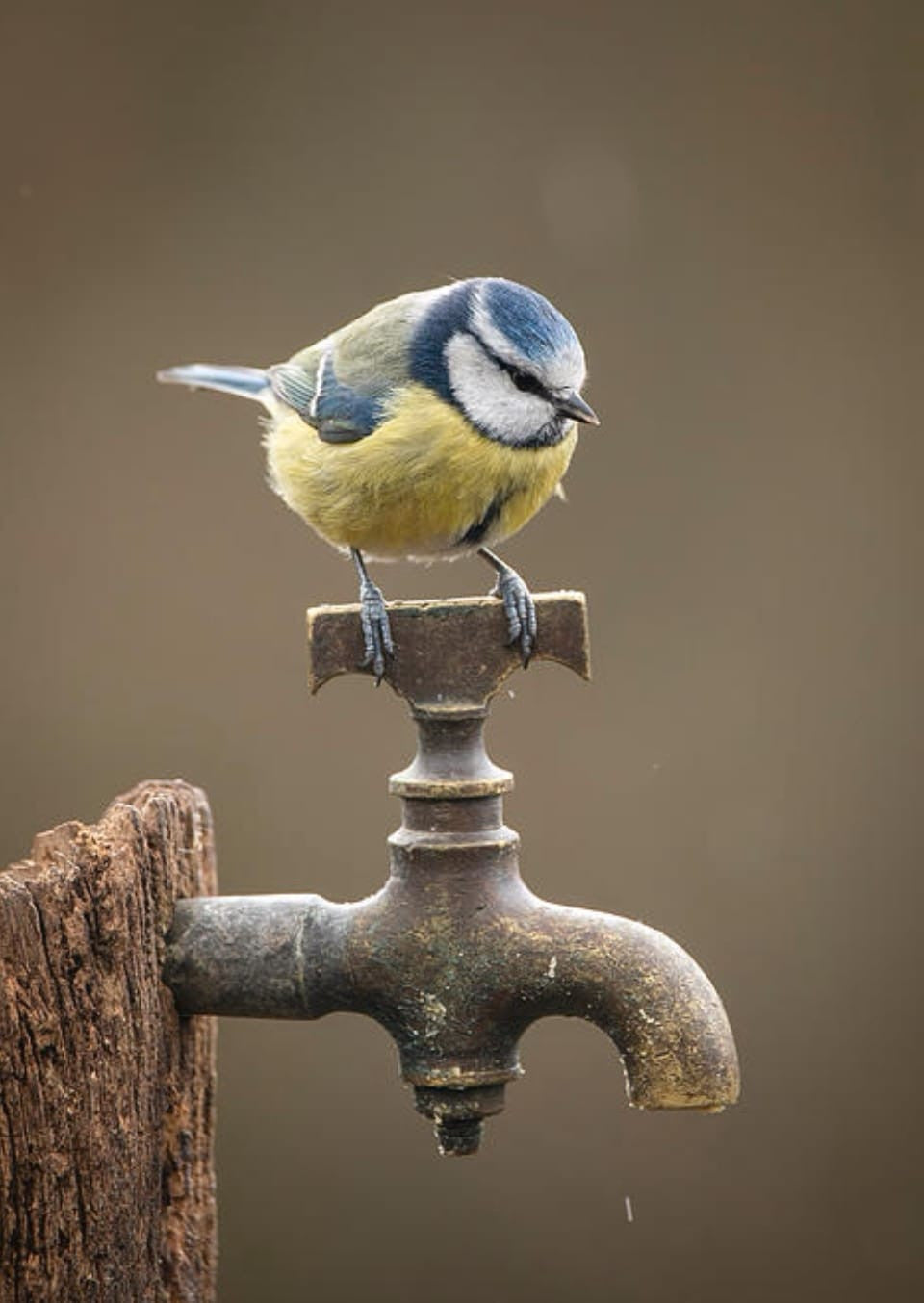 b;ue tit tap.jpg
