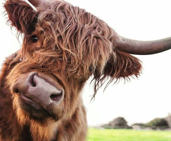 curious cow.jpg