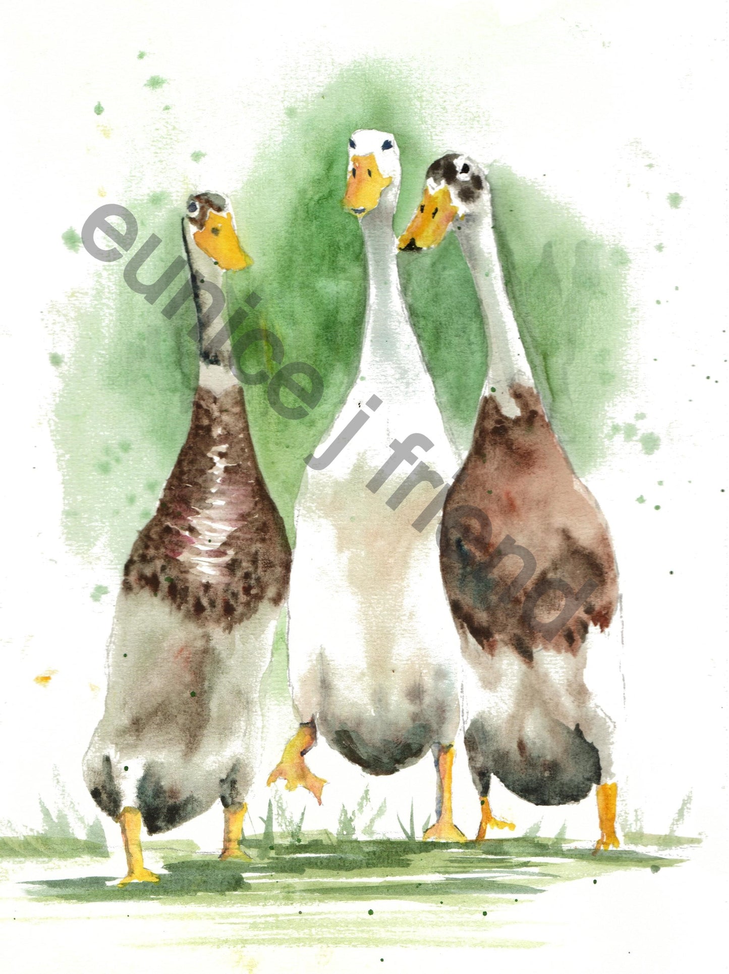 indian runner ducks for amend_edited.jpg