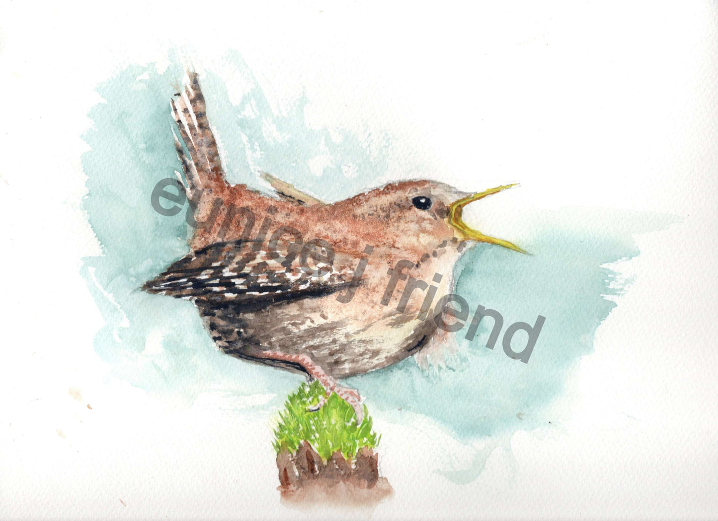 Jenny Wren_edited.jpg