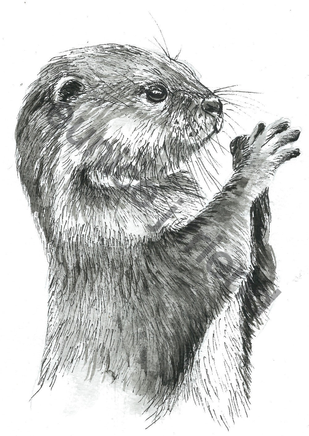 otter_edited_edited.jpg